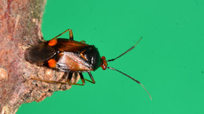 Rote Weichwanze_2.jpg